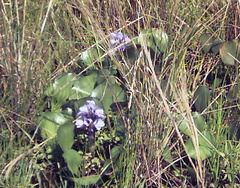 Pontederia azurea