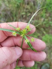 Cyperus retroflexus