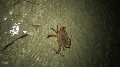 Callinectes bocourti