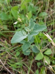 Physalis mollis