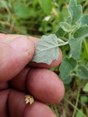 Physalis mollis