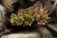 Sedum litoreum