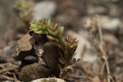 Sedum litoreum
