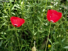 Papaver umbonatum