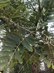 Fabaceae