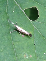 Plutella porrectella