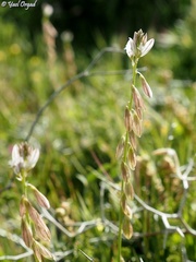 Polygala monspeliaca