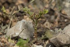 Sedum litoreum