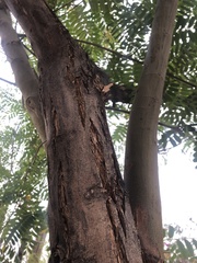 Fabaceae