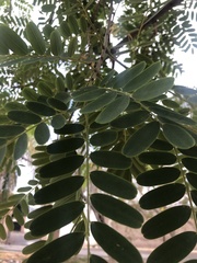 Fabaceae