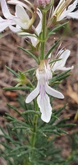 Teucrium pseudochamaepitys image