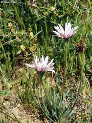Pseudopodospermum phaeopappum