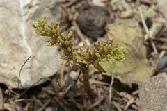 Sedum litoreum