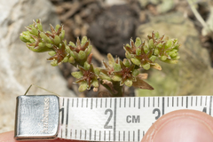 Sedum litoreum