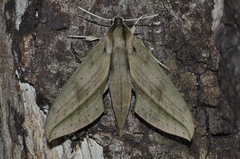 Xylophanes anubus