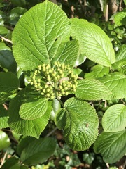 Viburnum