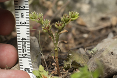 Sedum litoreum