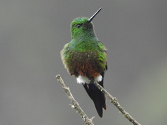 Eriocnemis cupreoventris