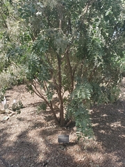 Dermatophyllum arizonicum