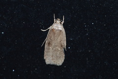 Agonopterix argillacea