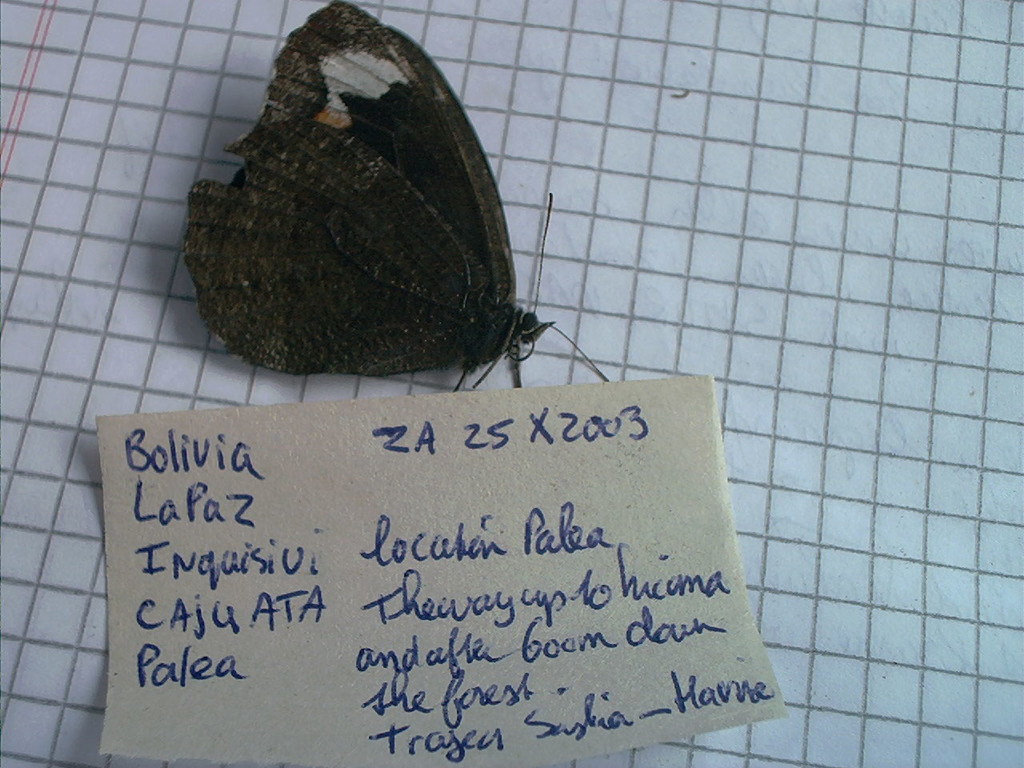 Pherepedaliodes