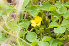 Oxalis californica