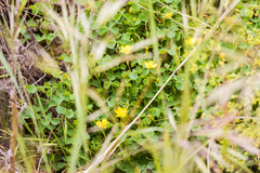 Oxalis californica
