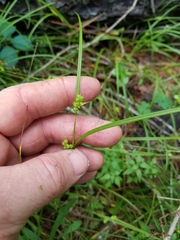 Carex bulbostylis