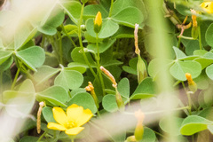 Oxalis californica