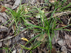 Carex lancea