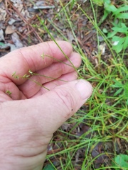 Carex texensis