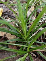 Carex lancea