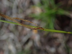 Carex lancea
