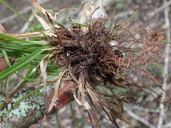 Carex lancea