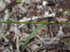 Carex lancea