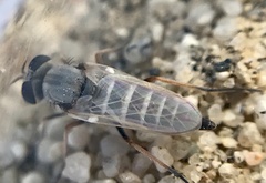 Pherocera