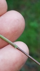 Dichanthelium boscii