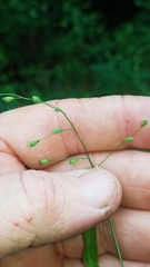 Dichanthelium boscii