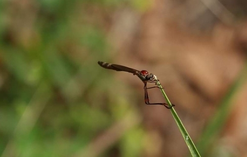 Brown-winged Pixie
