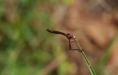 Leptogaster obscuripennis