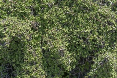 Rhamnus pichleri