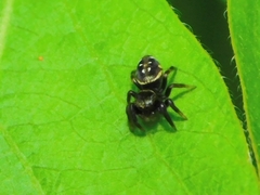 Paraphidippus aurantius