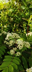 Sorbus aucuparia
