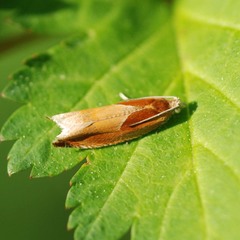 Ancylis partitana