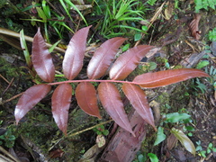 Blechnum cordatum