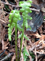 Phegopteris connectilis