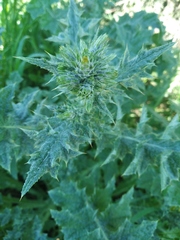Carduus pycnocephalus cinereus