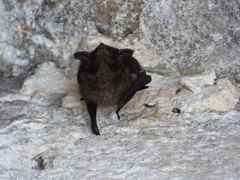 Emballonuridae