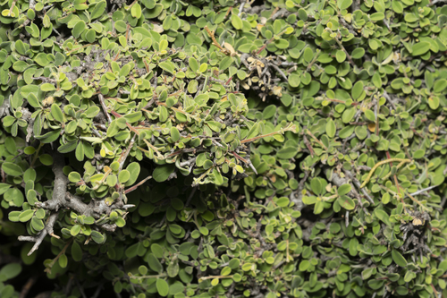 Image of Rhamnus pichleri by (c) Eleftherios Katsillis, some rights reserved (CC BY)