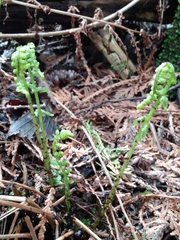 Phegopteris connectilis